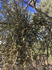 Phoradendron californicum