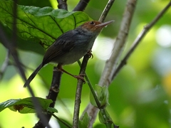 Orthotomus ruficeps