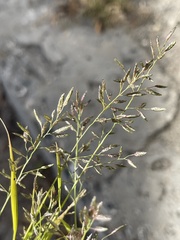 Eragrostis minor