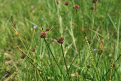 Juncus dregeanus