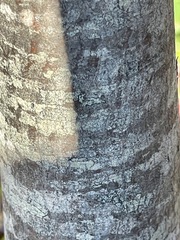 Amelanchier arborea