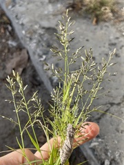 Eragrostis minor