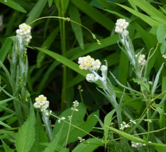 Pseudognaphalium stramineum