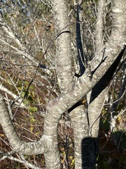 Amelanchier arborea