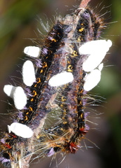 Microgastrinae