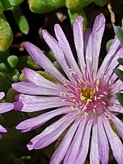 Drosanthemum candens
