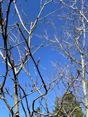 Amelanchier arborea