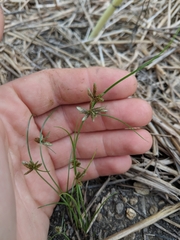 Cyperus bipartitus