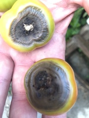 Solanum lycopersicum