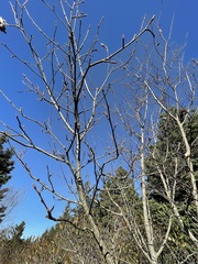 Amelanchier arborea