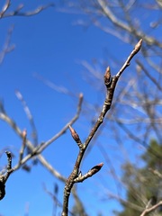 Amelanchier arborea
