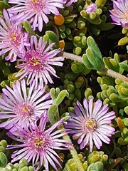 Drosanthemum candens