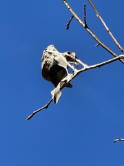 Amelanchier arborea