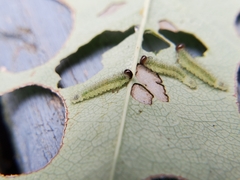 Cladius pectinicornis