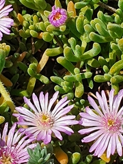 Drosanthemum candens