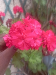 Pelargonium × hybridum