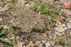 Erodium malacoides