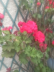 Pelargonium × hybridum