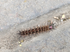 Hemileucini