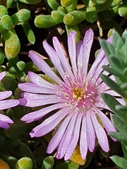Drosanthemum candens