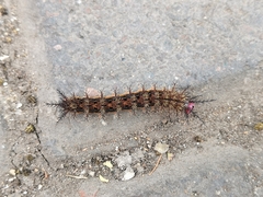 Hemileucini