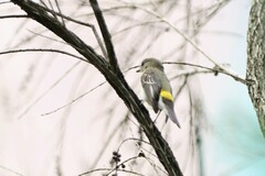 Ficedula zanthopygia