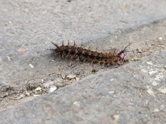 Hemileucini