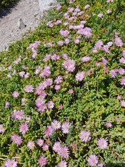 Drosanthemum candens