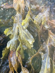 Fucus distichus
