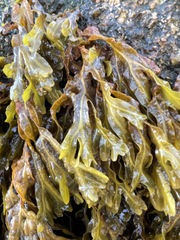 Fucus distichus