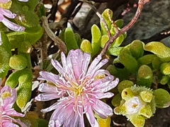 Drosanthemum candens