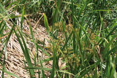 Cyperus dives