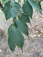 Zelkova serrata