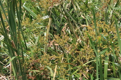 Cyperus dives
