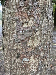 Zelkova serrata