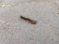 Hemileucini