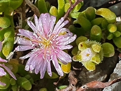 Drosanthemum candens