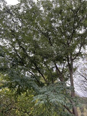 Zelkova serrata