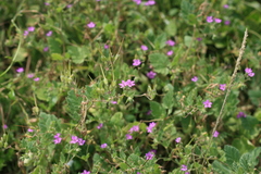 Erodium malacoides