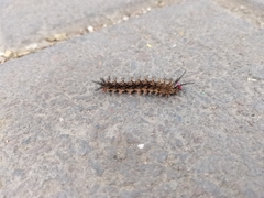Hemileucini
