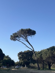 Pinus pinea