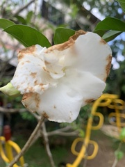 Brunfelsia pauciflora