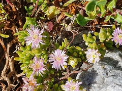 Drosanthemum candens