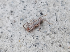 Ammotrechidae