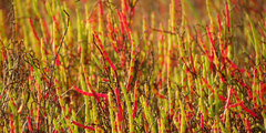 Salicornia perennis