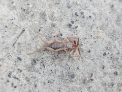 Ammotrechidae
