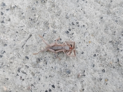 Ammotrechidae