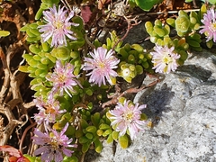 Drosanthemum candens