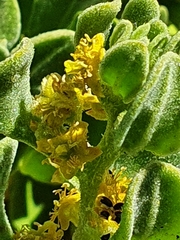 Tetragonia decumbens