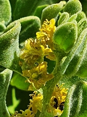 Tetragonia decumbens